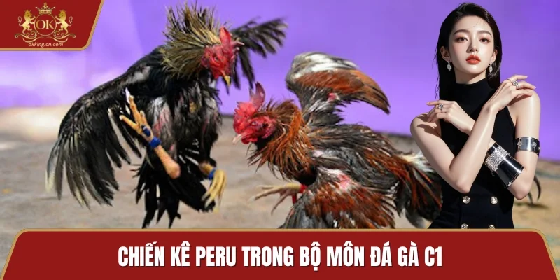 Chiến kê Peru trong bộ môn đá gà C1