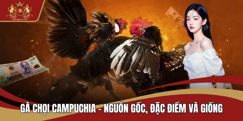 Gà chọi Campuchia
